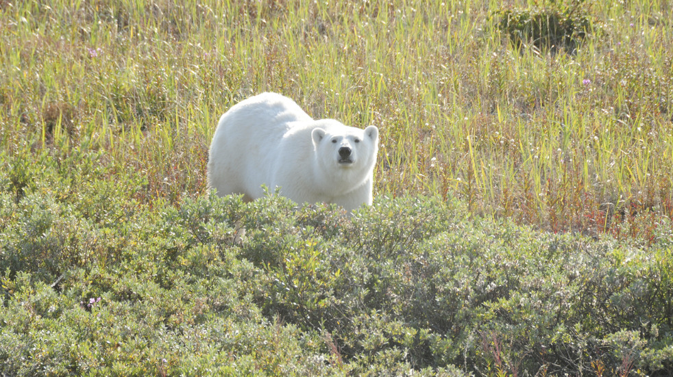 Where to see polar bears in canada